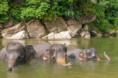 Sumatra Rundreise, Elefantencamp auf Sumatra, Indonesien