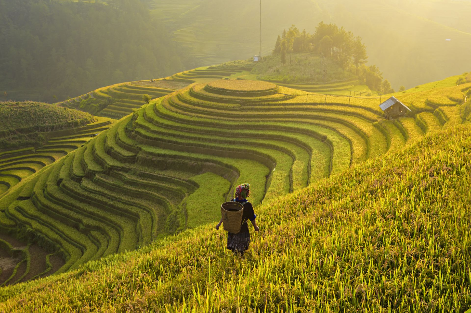 Farmer in Reisterrassen, Vietnam Reisen