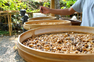Sumatra Rundreise, Kaffeeplantage, Indonesien