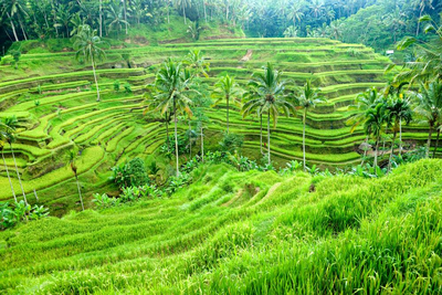 Reisfelder, Ubud, Bali, Indonesien Luxusreise