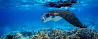 Mantarochen, Komodo Nationalpark, Indonesien Rundreise