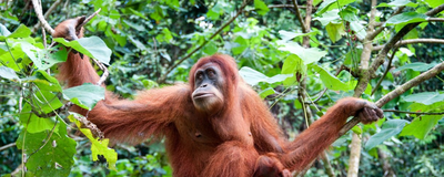 Orang-Utan, Indonesien Luxusreise
