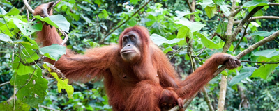 Orang-Utan, Indonesien Luxusreise