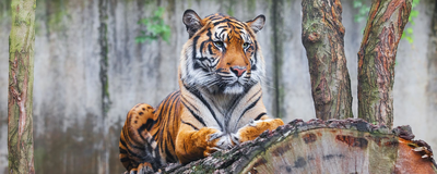 Prächtiger Tiger in Sumatra, Indonesien Reise
