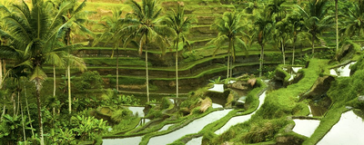 Indonesien Rundreise, Ubud, Reisterrassen, Java Bali Rundreise