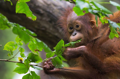 Sumatra Rundreise, Orang-Utan, Lawang, Indonesien