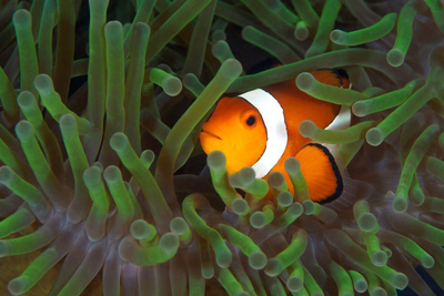 Clownfisch in einer Anemone, Indonesien Reisen, Inselhopping