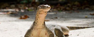 Komodo Waran, Indonesien Luxusreise