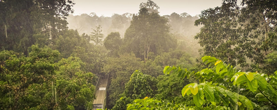Blick auf den Regenwald, Canopy Walk Tower, Sepilok, Borneo, Indonesien Rundreise