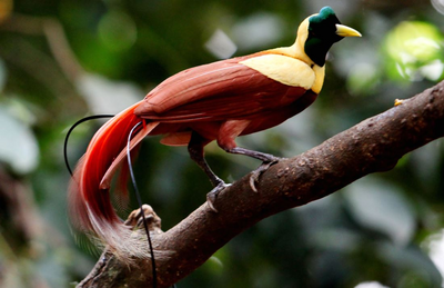 Wilson Bird of Color, Inselhopping, Indonesien Reise
