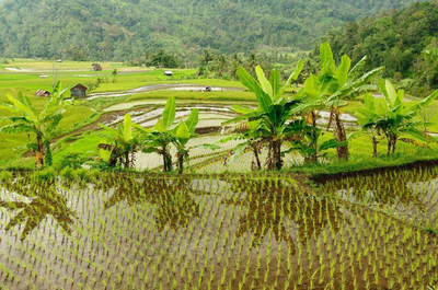 Sumatra Rundreise, Reisefelder bei Bukittinggi, Indonesien