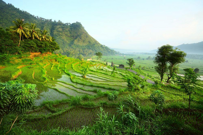 Reisefelder in Bali, Indonesien Privatreise, Bali Rundreise 