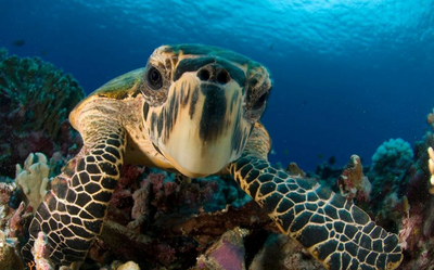 Schildkröte, Tauchen, Inselhopping, Indonesien Reisen