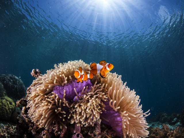 Unterwasserwelt, Indonesien Rundreisen 