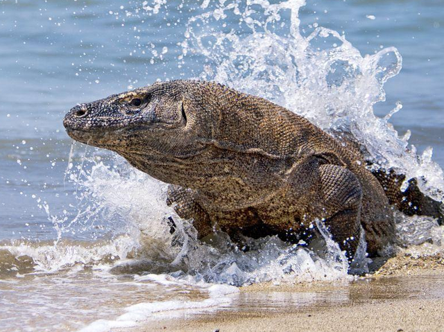Waran, Wasser, Indonesien Reise