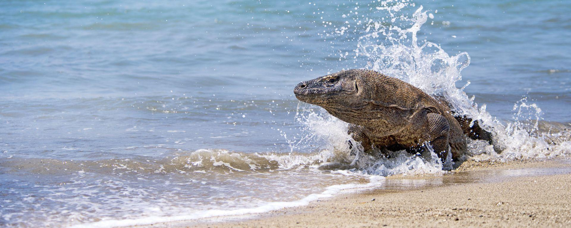 Waran, Wasser, Indonesien Reise