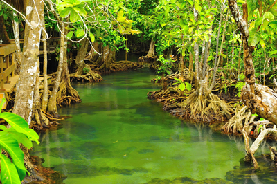 Mangrovenwald, Indonesien Rundreise