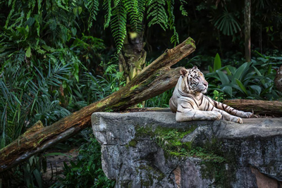Tiger, Zoo, Singapur, Indonesien, Familienreise Bali