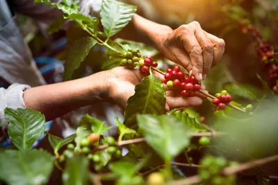 Besuch einer Arabica Kaffeeplantage, Indonesien