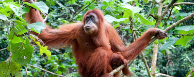 Orangutan, Sumatra, Indonesien Rundreise