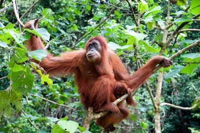 Orangutan, Sumatra, Indonesien Rundreise