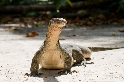 Waran, Komodo Nationalpark, Indonesien Reise