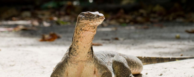 Waran, Komodo Nationalpark, Indonesien Reise