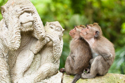 Affen auf Bali, Indonesien, Familienreise Bali