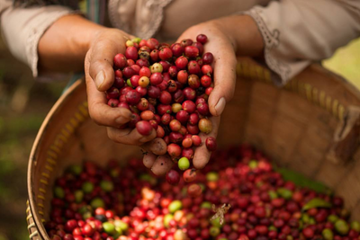 Indonesien Rundreise, Kaffee Plantage, Magelang, Java, Indonesien